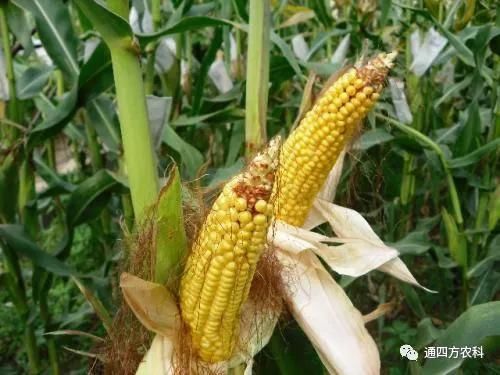 ���׶d���c�՗U��ԭ����