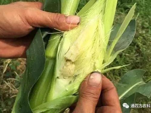 ���׶d���c�՗U��ԭ����