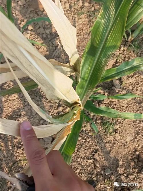 ���쵽��(l��i)��������ģʽ���_(k��i)������(du��)������ɶΣ��������A(y��)����