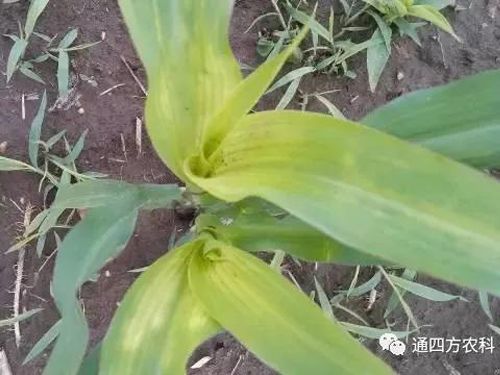 ���הQ����ô�k����ץ�o��Q��(hu��)Ӱ푮a(ch��n)��!!!