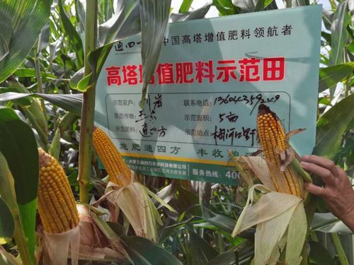 ��������ʾ������Ƭ